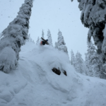 Jump in whitefish